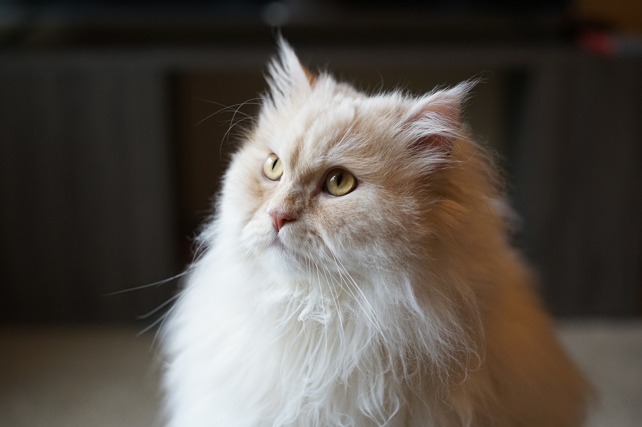 Chat persan